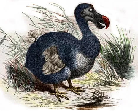 Experts State They Have Achieved a ‘Pivotal Step’ in Resurrecting the Extinct Bird for the Very First Occasion in 300 Years